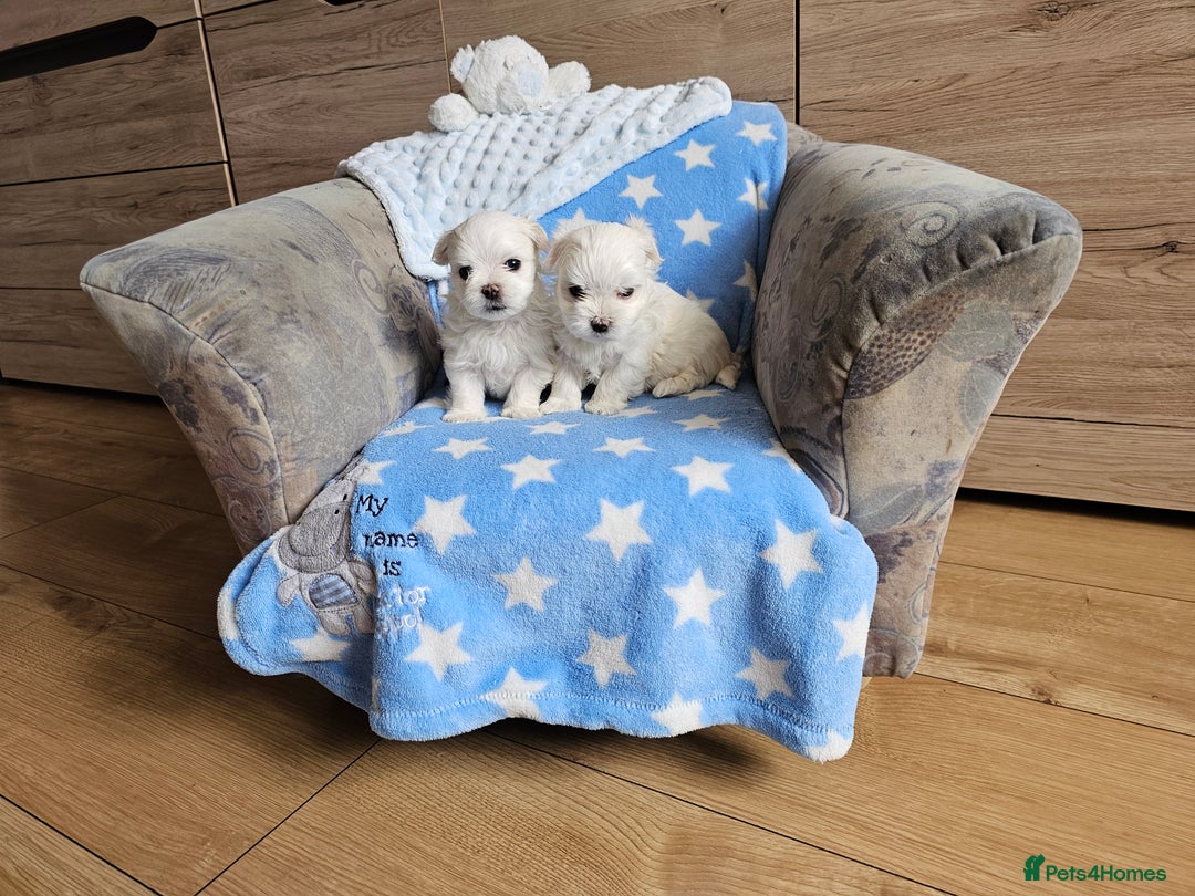 Maltese dogs for sale: KC Korean Maltese Terrier Puppies - Image 21