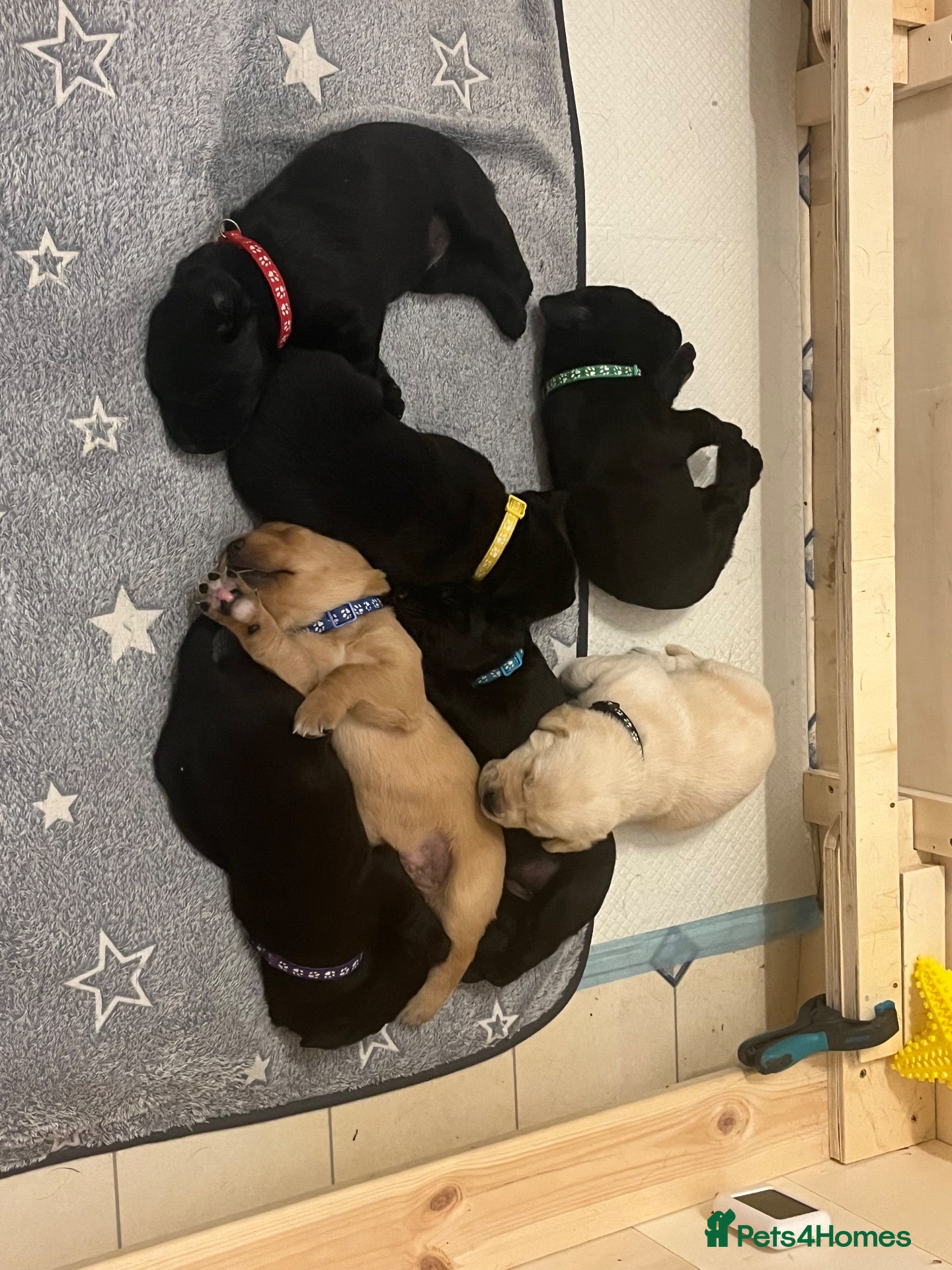 Labrador Retriever dogs for sale: Beautiful KC Registered labrador puppies for sale - Advert 1