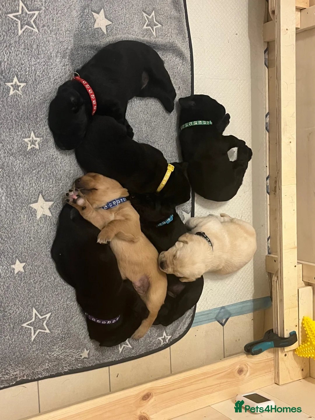 Labrador Retriever dogs for sale: Beautiful KC Registered labrador puppies for sale - Advert 1