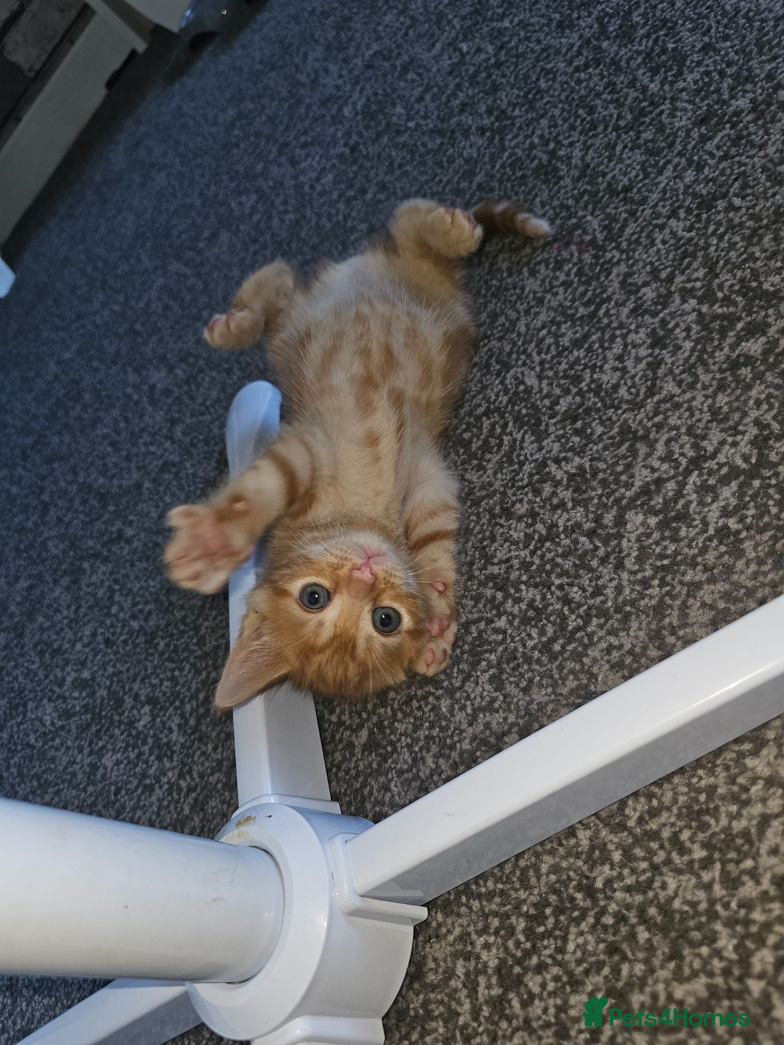 Mixed Breed cats 1 ginger female 1 smokey boy left - Advert 4