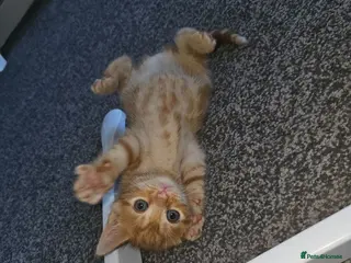 Mixed Breed cats 1 ginger female 1 smokey boy left - Advert 4