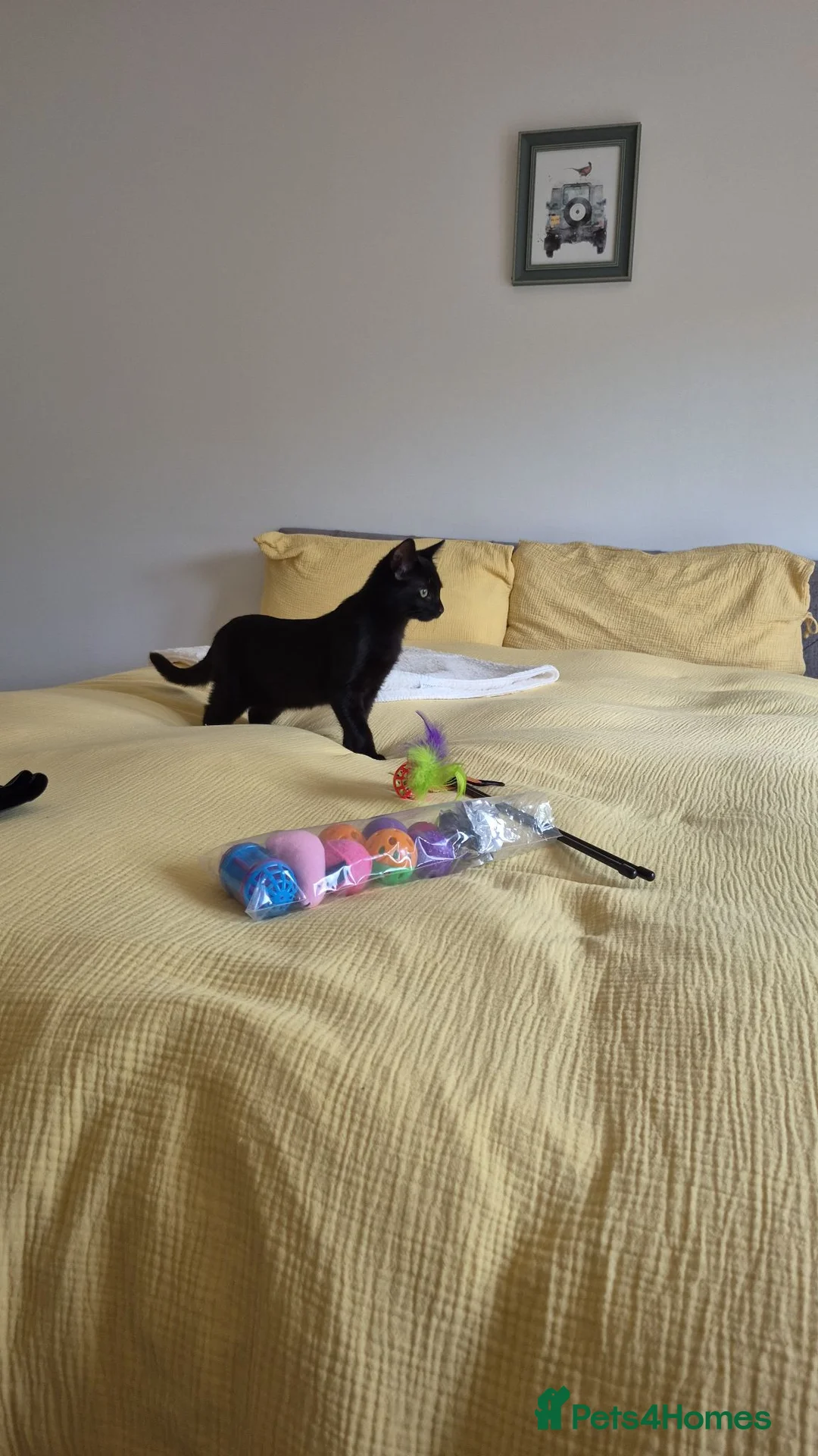 Domestic Shorthair cats for sale: Adorable kitten looking for new home  - Advert 6