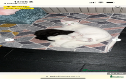 British Shorthair cats for sale: 🎃The Jack Frost Litter–Frost & Pumpkin Whiskers❄️ - Image 37