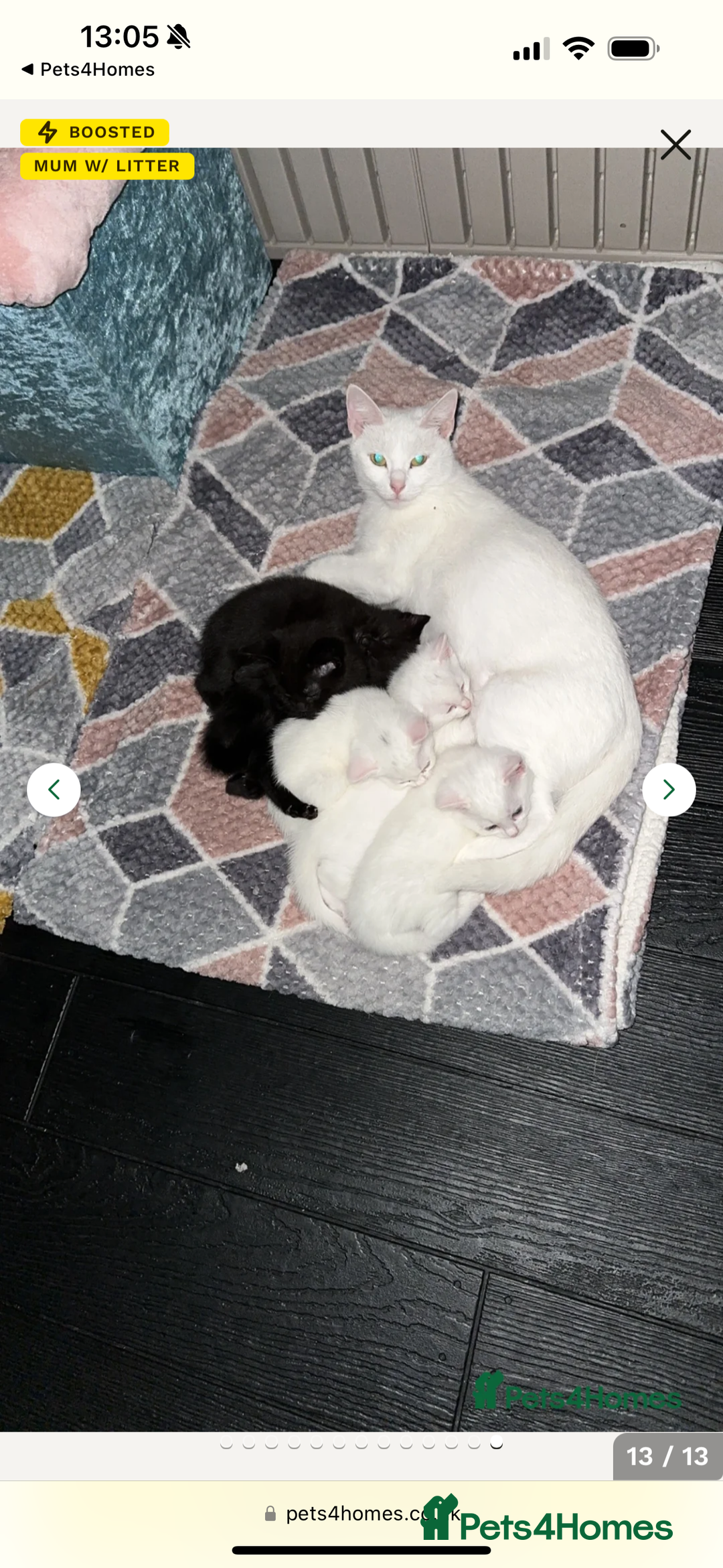 British Shorthair cats for sale: 🎃The Jack Frost Litter–Frost & Pumpkin Whiskers❄️ - Image 37