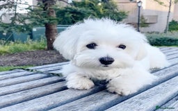 Maltese dogs for sale: Cute Maltese Puppy For Rehome - Image 2