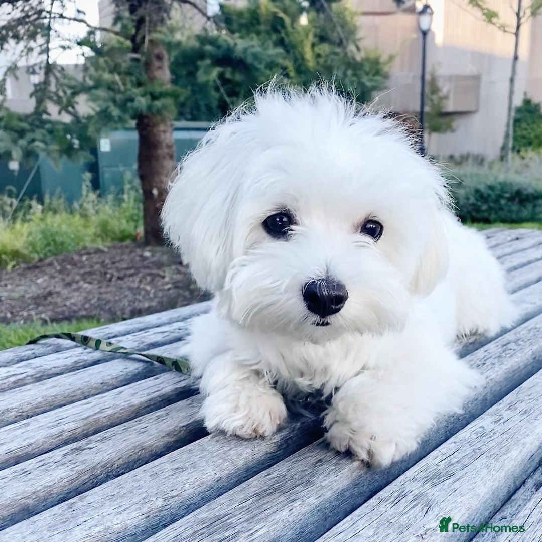 Maltese dogs for sale: Cute Maltese Puppy For Rehome - Image 2