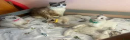 Ragdoll cats for sale: Beautiful Ragdoll kittens  - Advert 5