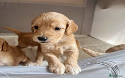 Cockapoo dogs for sale: Cockapoo puppies - Image 21