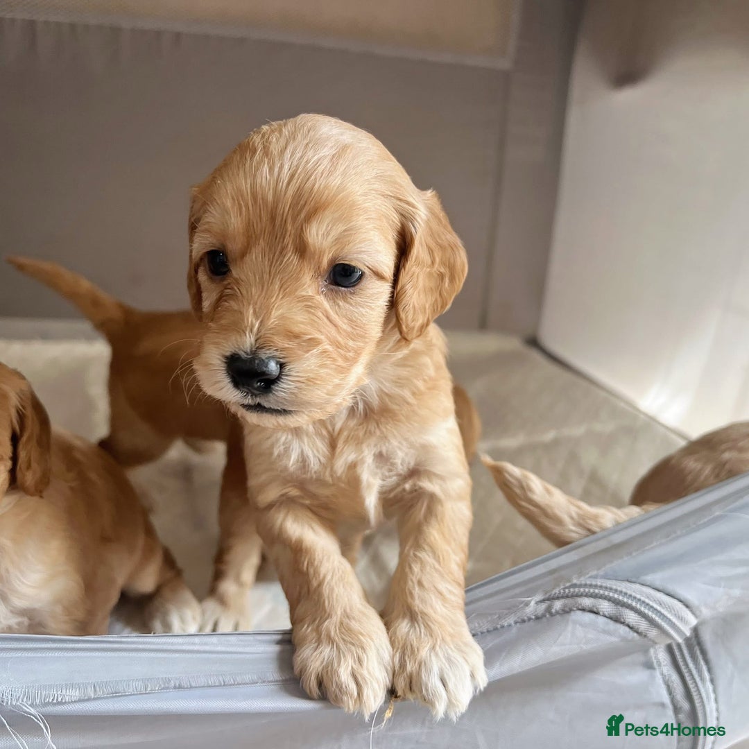 Cockapoo dogs for sale: Cockapoo puppies - Image 21