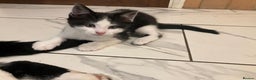 Mixed Breed cats for sale: Adorable Kitten  - Advert 2