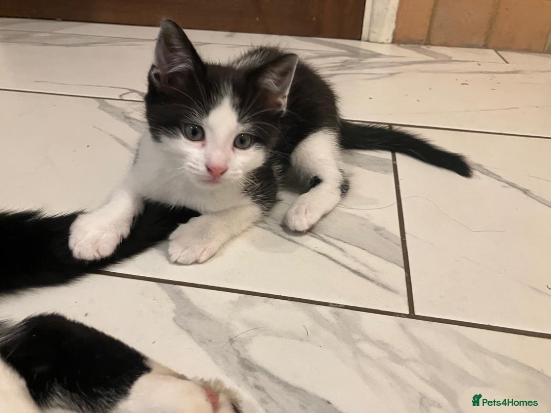 Mixed Breed cats for sale: Adorable Kitten  - Advert 2