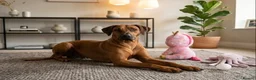 Rhodesian Ridgeback dogs for sale: Masterpiece Litter: South African & European Lines - Advert 3