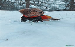 Cavapoo dogs for sale: Gorgeous cavapoo puppies  - Image 6