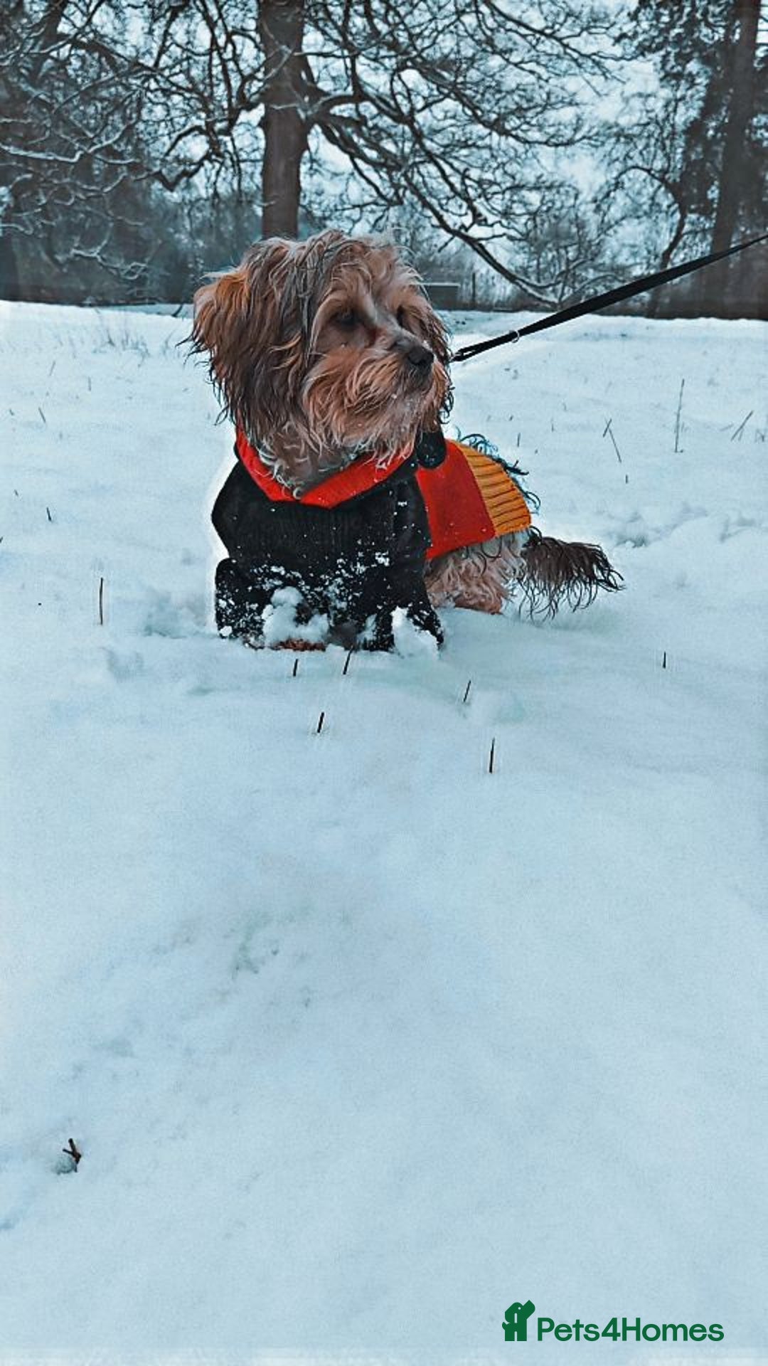 Cavapoo dogs for sale: Gorgeous cavapoo puppies  - Image 6