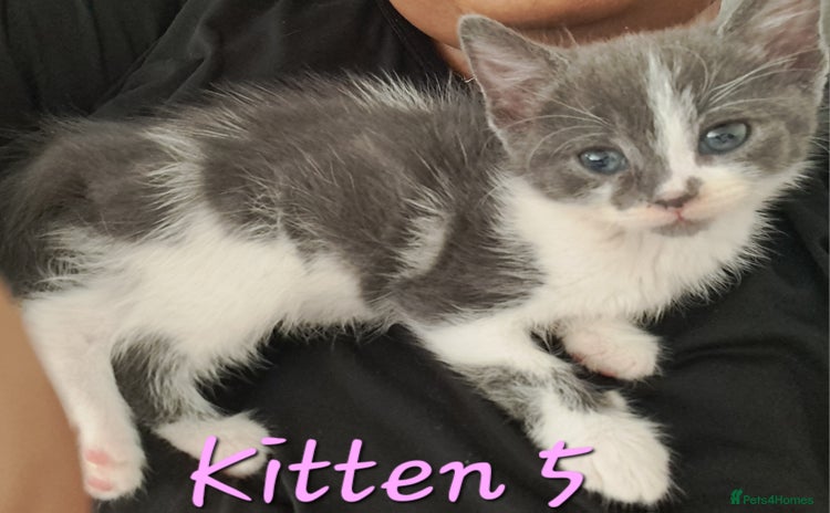 Mixed Breed cats - Advert 16