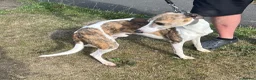 Whippet dogs for sale: Whippet in Stanley - Advert 4