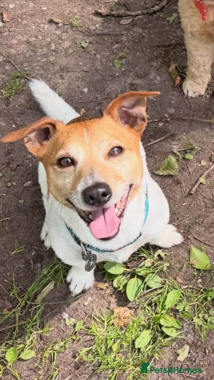 Jack Russell dogs Ronnie the jack russell for stud only.  - Advert 18