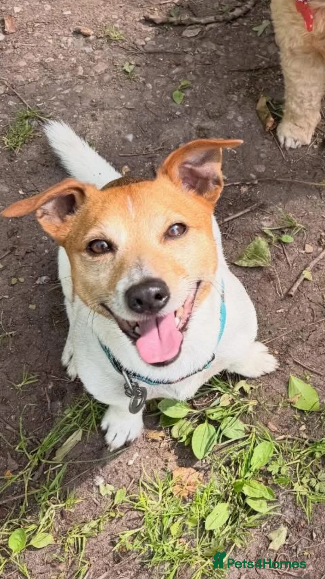Jack Russell dogs for stud: Ronnie the jack russell for stud only.  - Advert 1