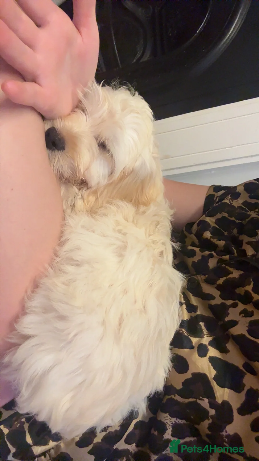 Mixed Breed dogs for sale: Marshie in Harwich - Advert 2