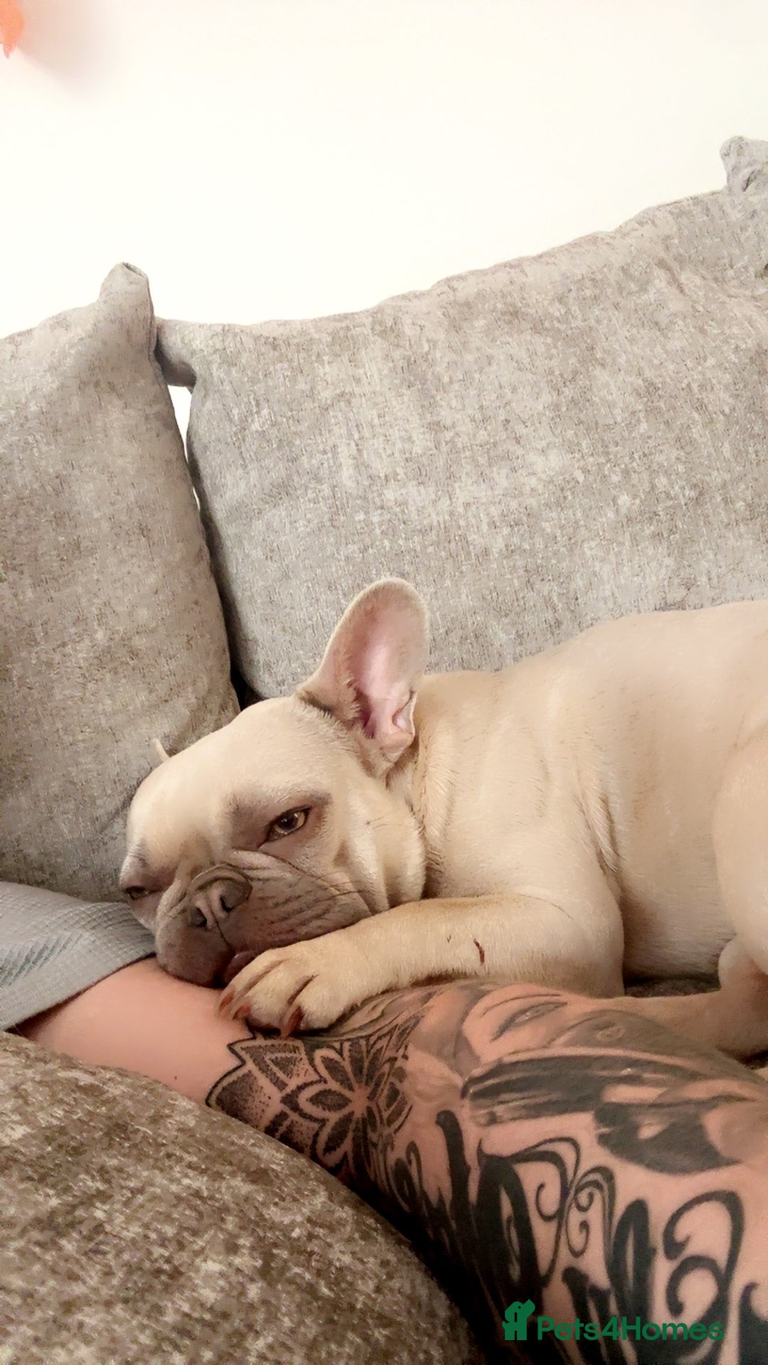 French Bulldog dogs for sale: Female French bulldog for sale  - Advert 4