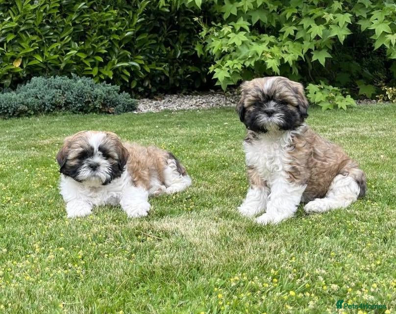 Shih Tzu dogs Full shih Tzu puppies  - Advert 14