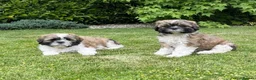 Shih Tzu dogs for sale: Full shih Tzu puppies  - Advert 1
