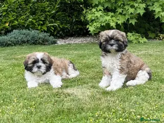 Shih Tzu dogs Full shih Tzu puppies - Advert 4