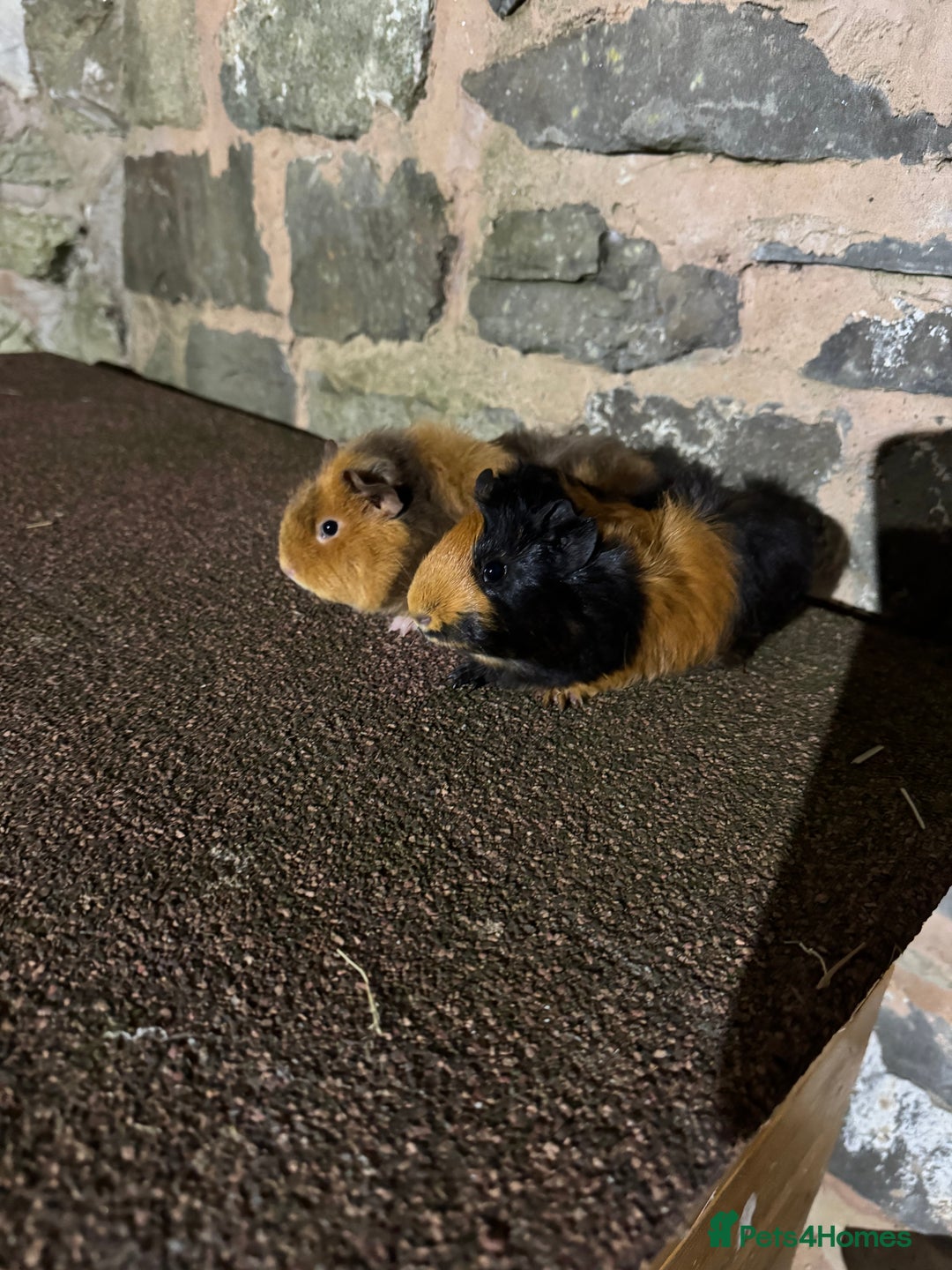 Guinea Pig rodents for sale: Stunning baby female guinea pigs  - Image 4