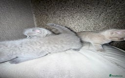 British Shorthair cats for sale: British Shorthair kitten  - Image 21