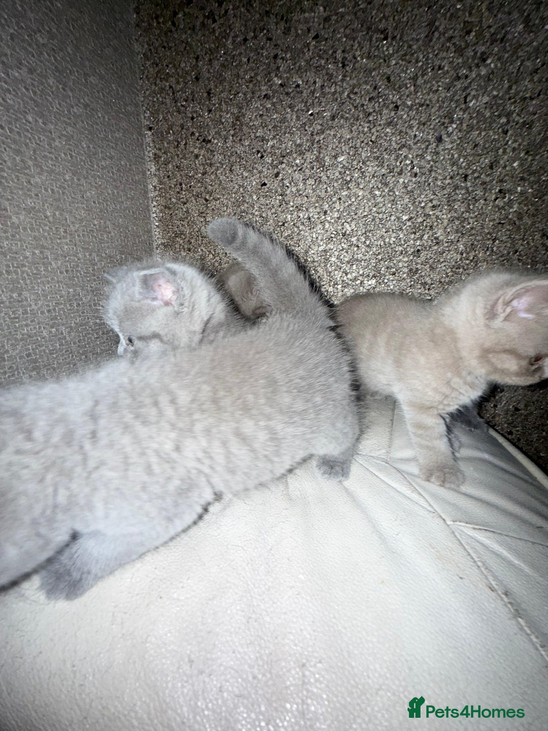 British Shorthair cats for sale: British Shorthair kitten  - Image 21