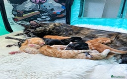 Maine Coon cats for sale: Soft-coat Maine Coons - Image 7