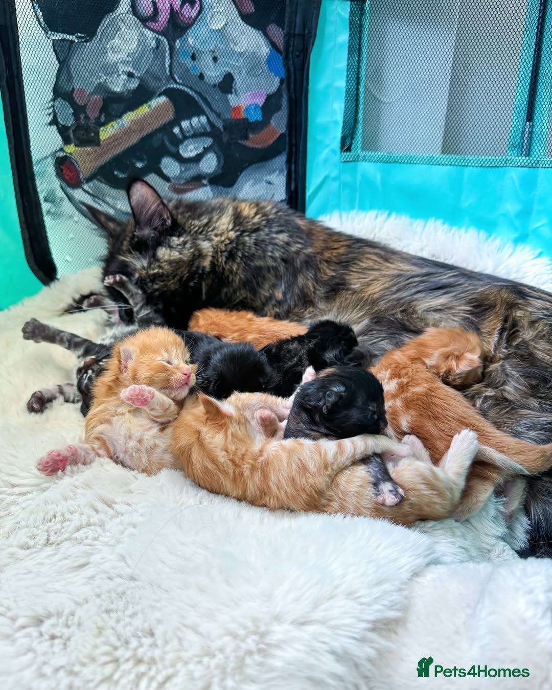 Maine Coon cats for sale: Soft-coat Maine Coons - Image 7