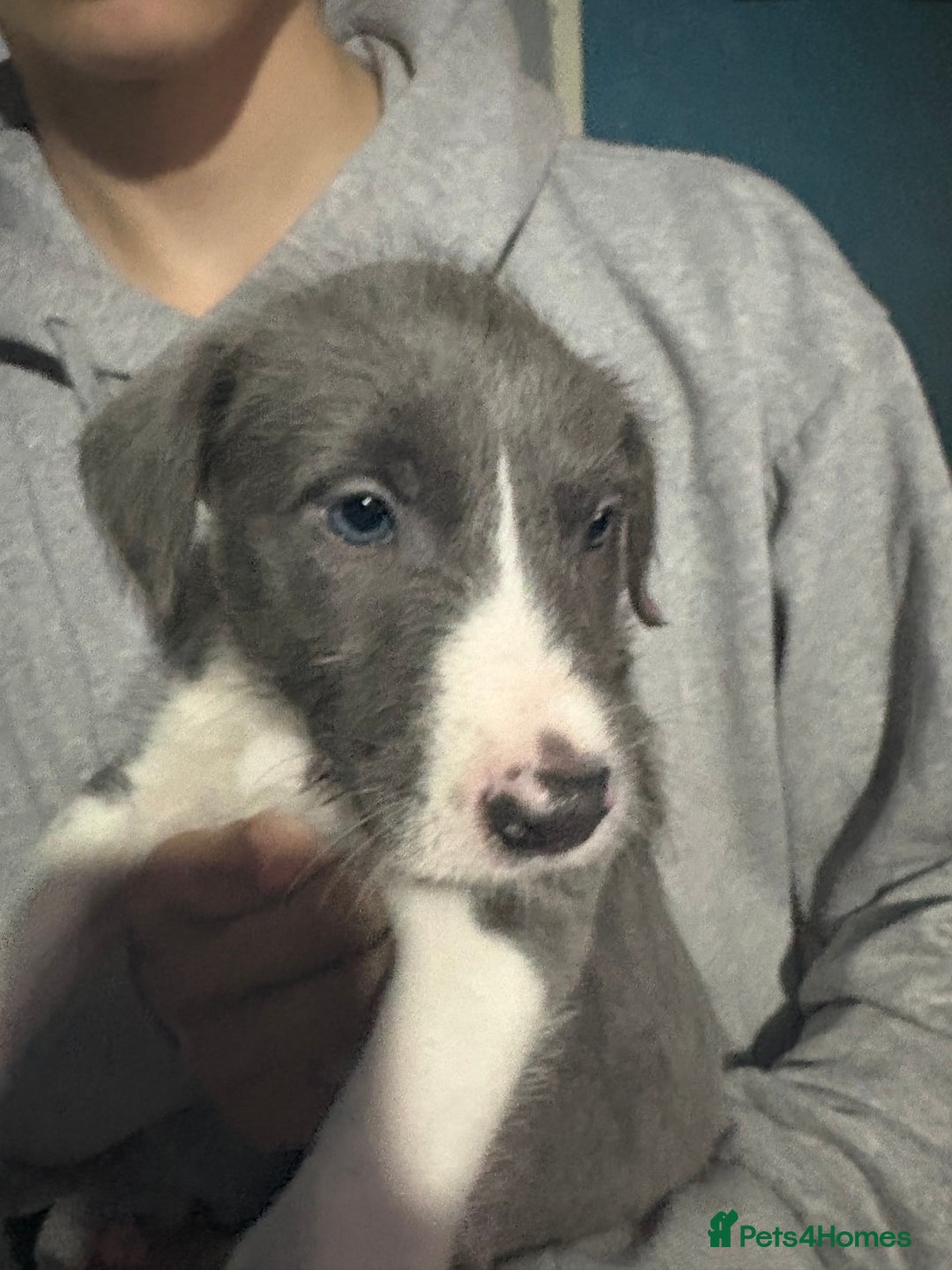 Mixed Breed dogs for sale: 6 whippet x lurcher - Advert 16