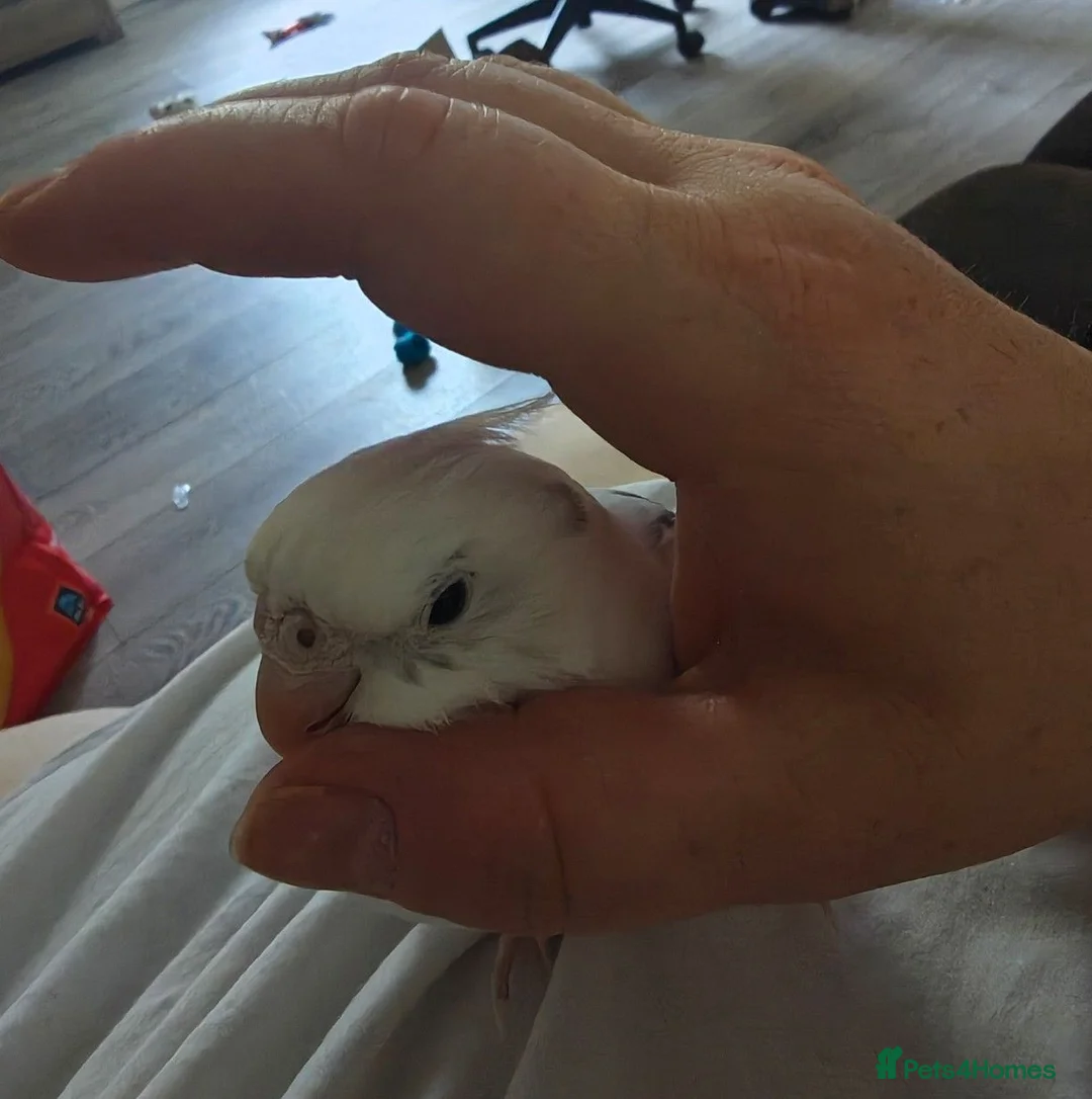 Cockatiels birds for sale: Tame cockateils  - Advert 2