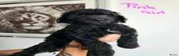 Standard Poodle dogs for sale: KC Standard Poodle Puppies !  - Advert 3