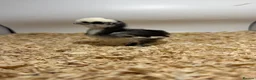 Chickens poultry for sale: 🐥🐣🥚USA Bearded silkies🐥Vorwerk🐥Brahmas🥚🐣🐥 - Advert 30