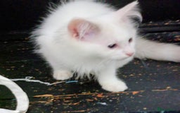 Ragdoll cats for sale: Pedigree Ragdolls for sale £495 - Image 13