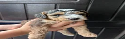 Mixed Breed dogs for sale: Beautiful Cockalier Puppies  - Advert 10