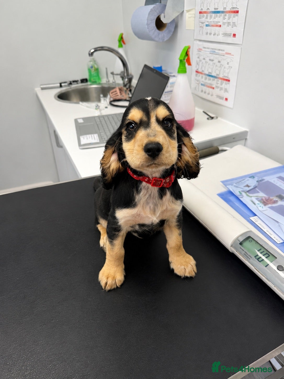 Cocker Spaniel dogs 🚨cocker spaniel 1 little boy left 🚨REDUCED🚨 - Advert 6