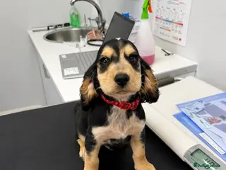Cocker Spaniel dogs 🚨cocker spaniel 1 little boy left 🚨REDUCED🚨 - Advert 2