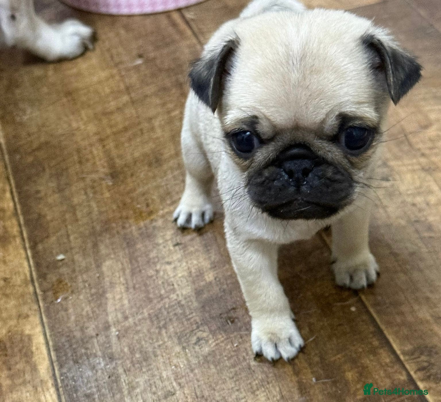 Pug dogs Beautiful pugs ready to leave 10/2/26 - Advert 3