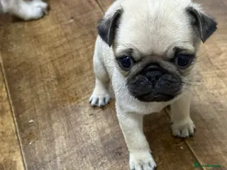 Pug dogs Beautiful pugs ready to leave 10/2/26 - Advert 3