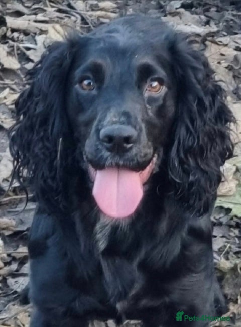 Cocker Spaniel dogs Quality KC/DNA clear Cocker spaniel pup  - Advert 2