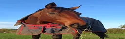 Irish Thoroughbred horses for sale: 16.2 tb gelding  - Advert 2