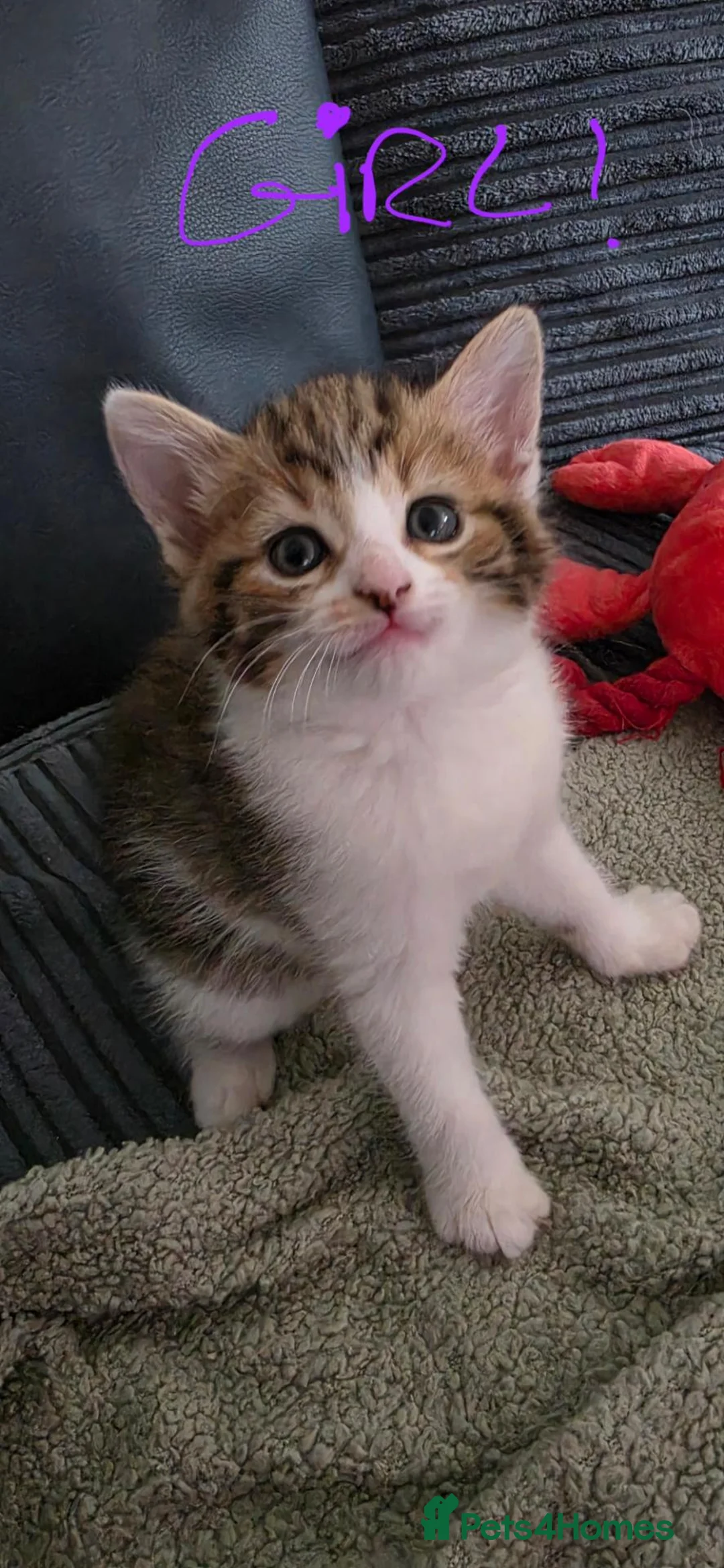 Mixed Breed cats for sale: 2 x kittens 1 Boy and 1 Girl in Launceston - Advert 3