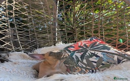 French Bulldog dogs for sale: KC registered ready to go french bulldog puppies  - Image 8