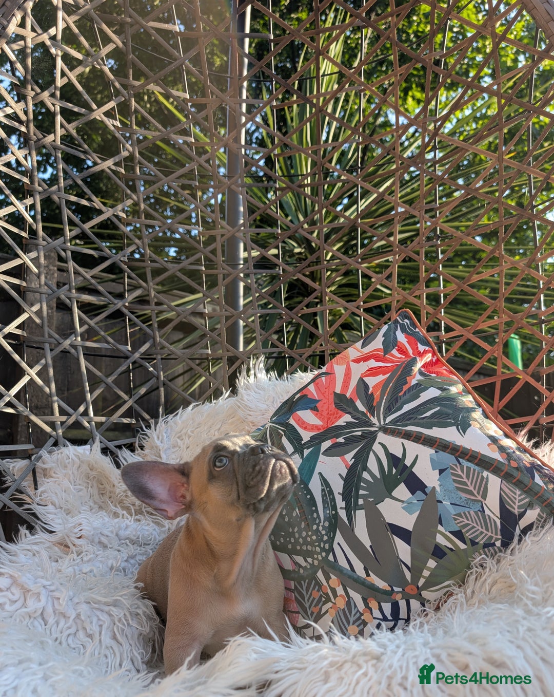 French Bulldog dogs for sale: KC registered ready to go french bulldog puppies  - Image 8
