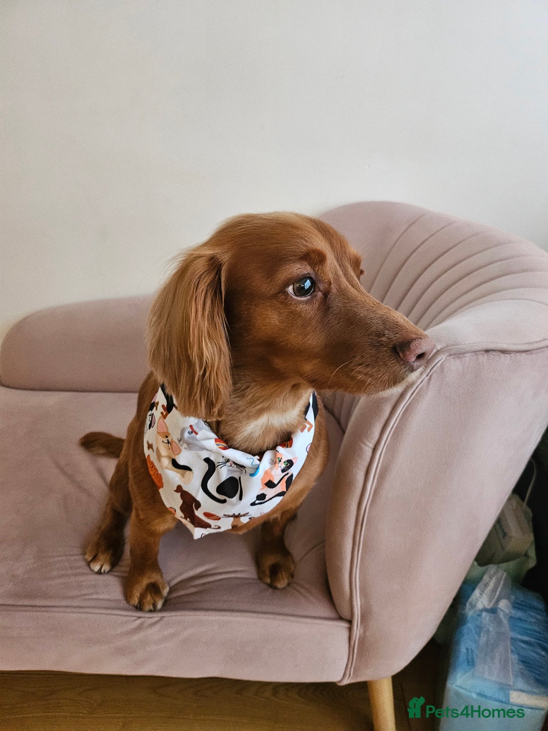 Cocker Spaniel dogs for stud: Cocker Spaniel Stud – Golden Boy with FTCH Lines - Advert 1