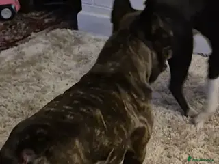 French Bulldog dogs French bulldog stud - Advert 1