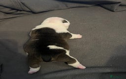 English Bulldog dogs for sale: English bulldogs - Advert 32